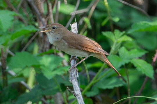 Usignolo (Luscinia megarhynchos)