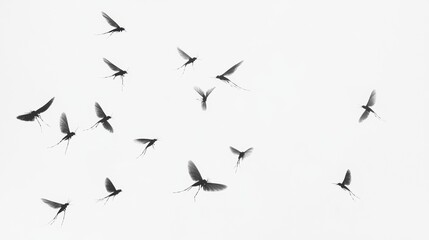 flying sandpipers on white background