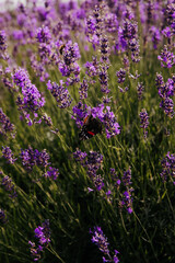 Obraz premium View of lavender flowers growing in the countryside. Ontario, Canada. 