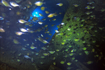 Thistlegorm shipwreck in the Red Sea, Egypt