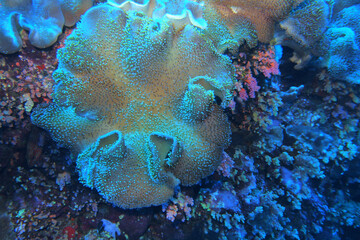 Fototapeta premium Leather coral near Fury Shoals on Red Sea, Egypt