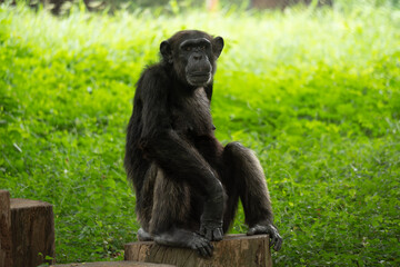 The chimpanzee, also simply known as the chimp, is a species of great ape native to the forests 