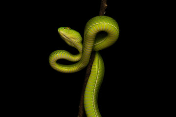 Fototapeta premium White lipped pit viper or White lipped tree viper 