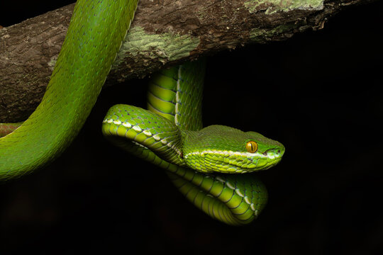 Trimeresurus albolabris, the white-lipped pit viper or white-lipped tree viper, is a venomous pit viper species