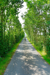 There is a road that is lined with trees along both of its sides