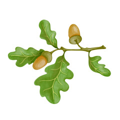 Obraz premium Colorful branch with oak leaves and acorns. Forest botanical elements. Vector graphics.