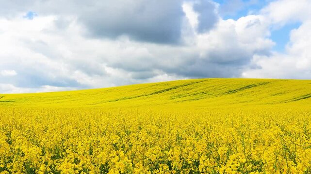 yellow field of rapeseed growing in spring, sound