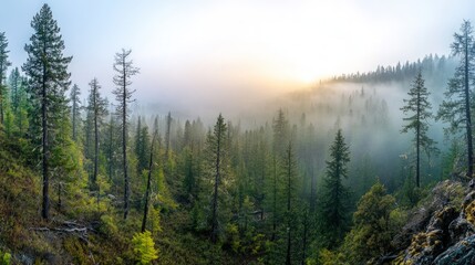 Misty sunrise over a dense evergreen forest.