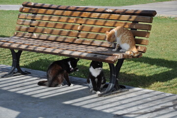 Cat stretching on park bench outdoors