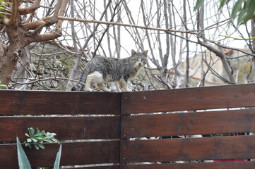 The beautiful Animal Cat