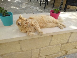 Orange cat basking in sunlight outside
