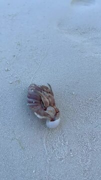 Pagurus