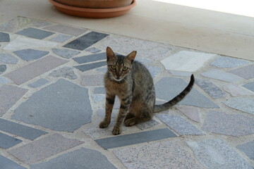 Striped cat sitting on blue floor tiles