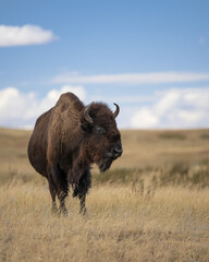Lone bison buffalo on prairie of Theodore Roosevelt National Park North Unit in North Dakota © gnagel