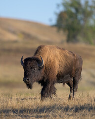 Lone bison buffalo on prairie of Theodore Roosevelt National Park North Unit in North Dakota