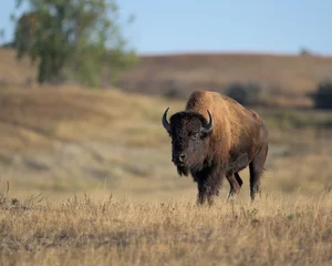 Fotobehang Lone bison buffalo on prairie of Theodore Roosevelt National Park North Unit in North Dakota © gnagel