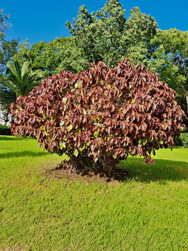 Lush, verdant foliage of an Acalypha Wilkesiana Copperleaf plant, surrounded by a harmonious blend of grasses and trees. The scene is bathed in the warm, golden light of the autumn sun