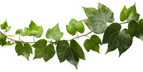 Fototapeta premium Climbing plant isolated.