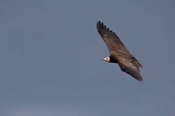 Obraz premium Hooded Vulture (Necrosyrtes monachus pileatus) in flight