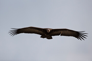 Fototapeta premium Hooded Vulture (Necrosyrtes monachus pileatus) in flight