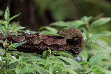 Northern Treeshrew (Tupaia belangeri) perching on a trunk