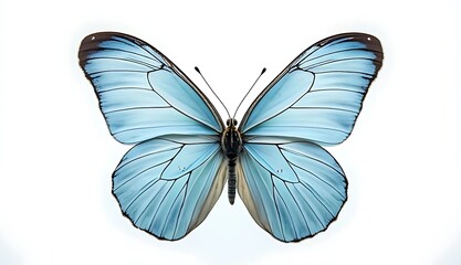 Obraz premium butterfly isolated on white