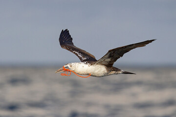Immature Northern Gannet (Morus bassanus) in flight carrying fishing net as nesting material