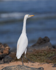 Obraz premium Great egret (white heron) on the beach of Fuerteventura, Spain