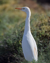 Fototapeta premium Great egret (white heron) on the beach of Fuerteventura, Spain