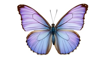 Obraz premium butterfly