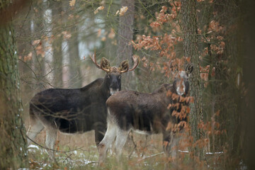 Łoś (Alces alces) moose © Bartosz Rakoczy