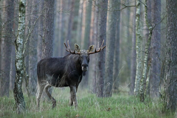 Łoś (Alces alces) moose © Bartosz Rakoczy