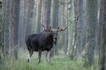 Łoś (Alces alces) moose © Bartosz Rakoczy