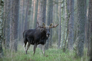 Łoś (Alces alces) moose © Bartosz Rakoczy