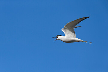 Fototapeta premium Adult common tern (sterna hirundo, subspecies longipennis) with open beak in flight in the blue sky