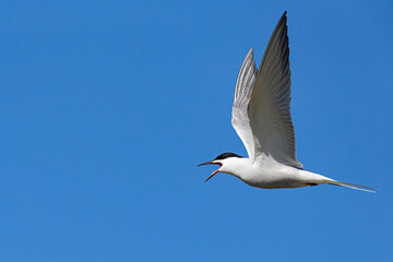Obraz premium Adult common tern (sterna hirundo, subspecies longipennis) with open beak in flight in the blue sky