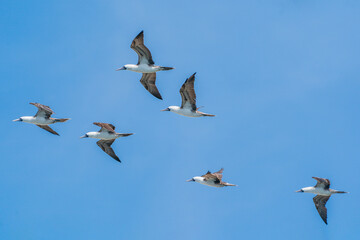 A flock of Peruvian boobies flying in the blue sky