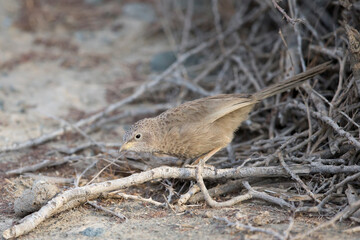 arabian babbler (argya squamiceps, subspecies muscatensis) perching on a branch