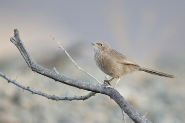 arabian babbler (argya squamiceps, subspecies muscatensis) perching on a branch