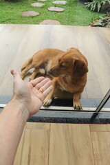 cachorro caramelo de rua doméstico 