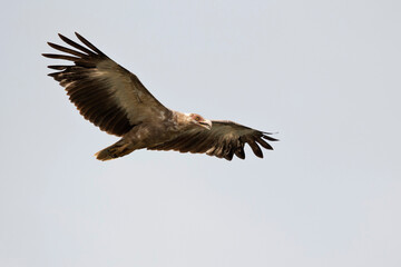 Fototapeta premium Immature Palm-nut Vulture (Gypohierax angolensis) in flight