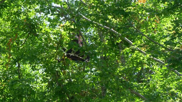 A young chimpanzee swings on a branch in the forest, reaching for a dead branch. It places the branch in its mouth to carry it back to its tree in a playful yet purposeful act amidst the greenery 