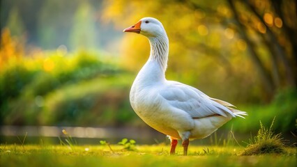 Fototapeta premium Isolated PNG of a White Domestic Goose featuring a transparent background, ideal for stock photography emphasizing nature, wildlife, and farm animal design projects.