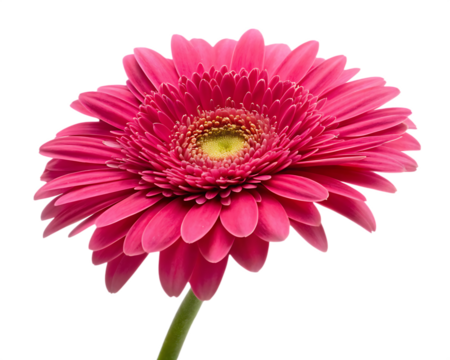 Pink gerbera daisy head isolated white background.AI GENERATED