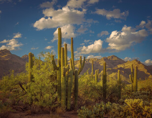 Breathtaking desert landscape captures towering saguaro cacti under a vibrant blue sky with scattered clouds. The majestic mountain range provides a stunning backdrop and the beauty of nature.
