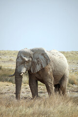 Obraz premium Elephant after mud bath, Etosha National Park, Namibia 