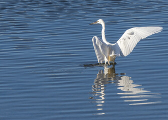 Obraz premium Little egret - Egretta garzetta
