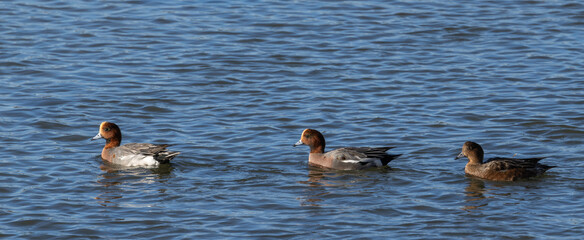 Wigeon - Mareca penelope