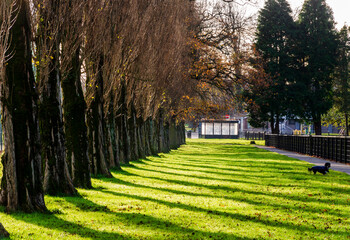 Line of trees with the sun casting shadows on a green lawn with a little dog in the foreground