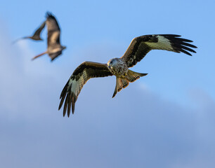 Red kite - Milvus milvus